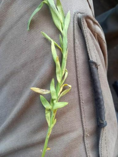 Вопросы из чатов: почему пожелтел лен?