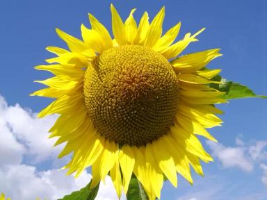 ЛГ 5580 подсолнечник