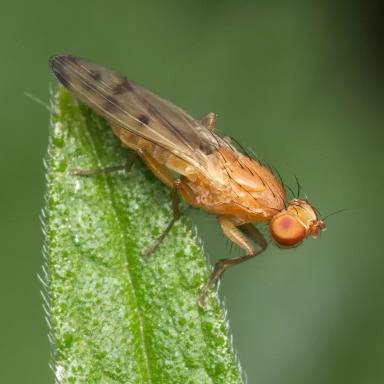 Опомиза пшеничная