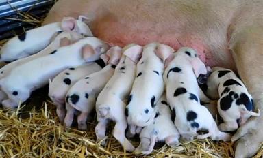 Глостерширская пятнистая – порода свиней