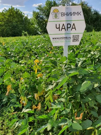 Чара сорт сои