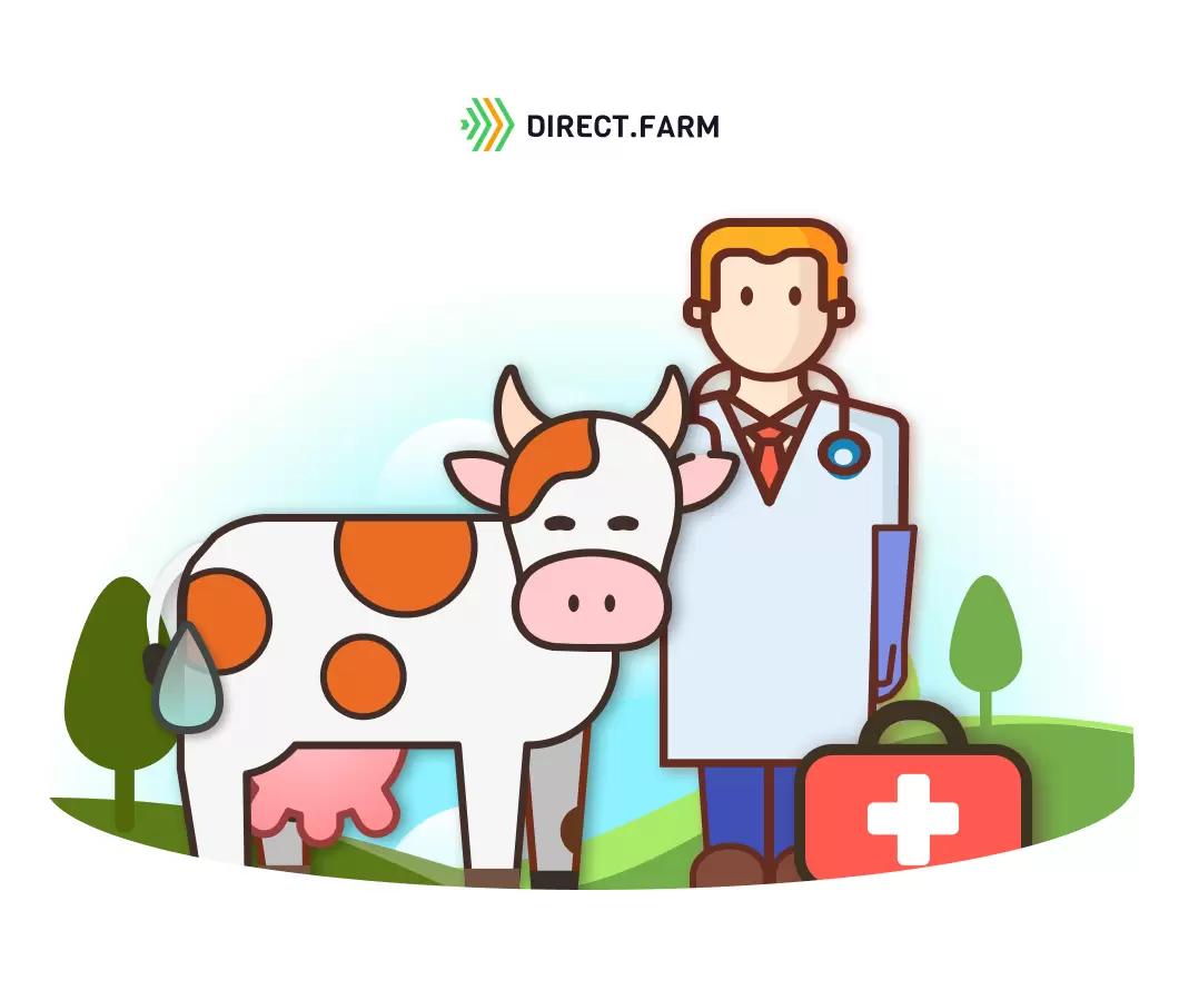 Признаки половой охоты у коров