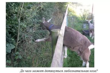 Харвуд – "Ветеринарное руководство по здоровью и благополучию коз". Глава 2.