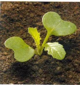 Горчица полевая