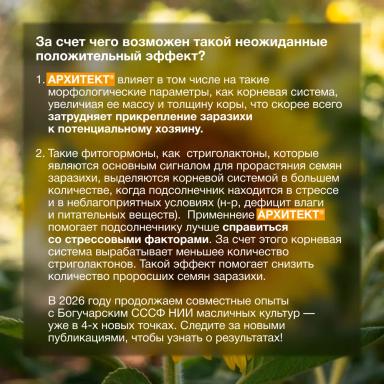 Дополнительный элемент в борьбе с заразихой подсолнечниковой