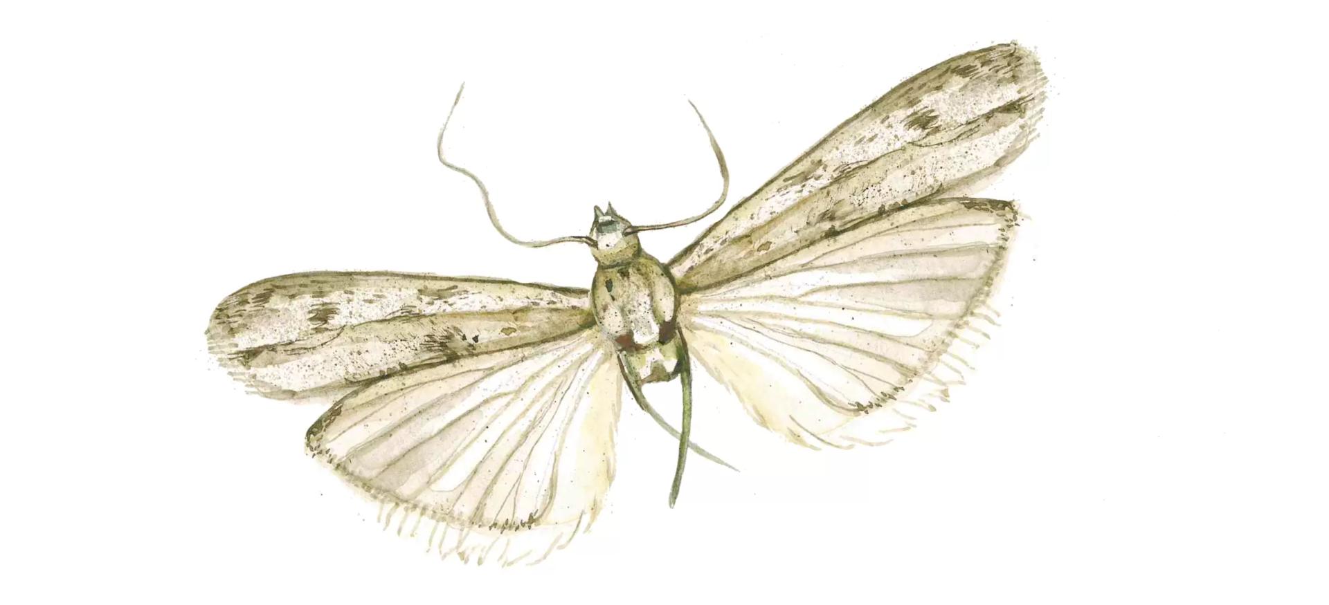 Подсолнечниковая огнёвка (подсолнечниковая моль)