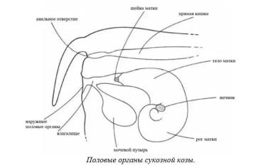 Харвуд – "Ветеринарное руководство по здоровью и благополучию коз". Гл. 6., ч. 1