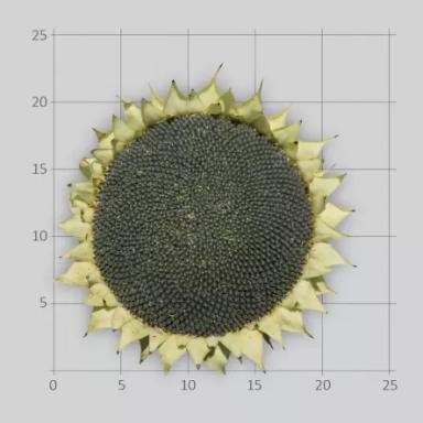 ЛГ 50635 КЛП гибрид подсолнечника Лимагрейн