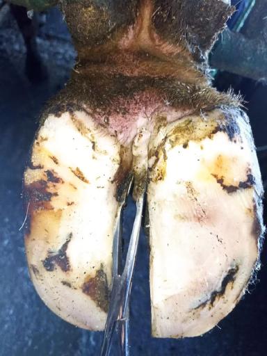 Схема лечения пальцевого дерматита