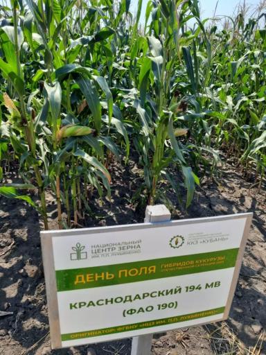 Краснодарский 194 МВ