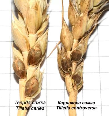 Карликовой головни нет
