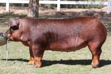 Дюрок – порода свиней