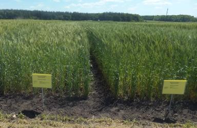 Мы сделали это! +22% к урожайности пшеницы, теперь официально.