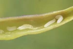 Галлица капустная