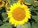 Меркурий - гибрид подсолнечника ( Helianthus annuus L.). Раннеспелый.