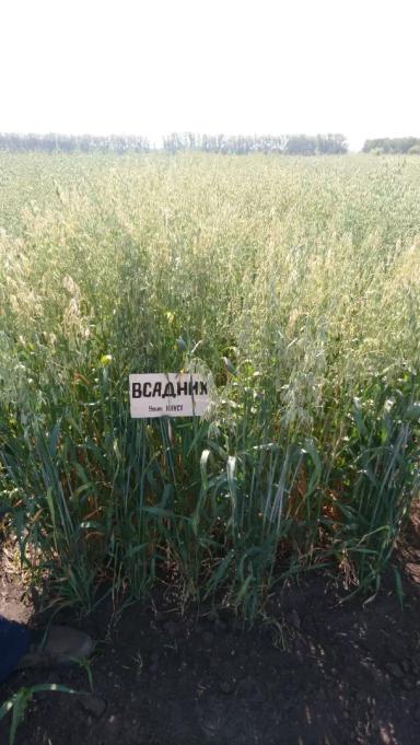 Всадник сорт овса ярового