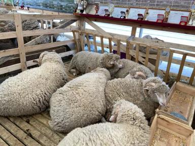 Черноземельский меринос - порода овец 