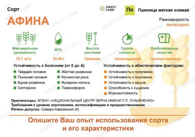 Афина сорт мягкой озимой пшеницы
