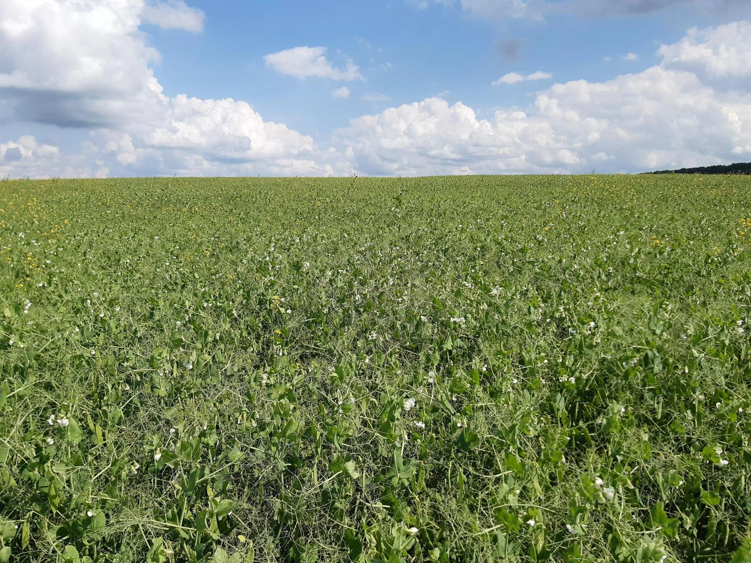 Влияние гербицидов на урожайность гороха