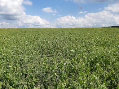 Влияние гербицидов на урожайность гороха