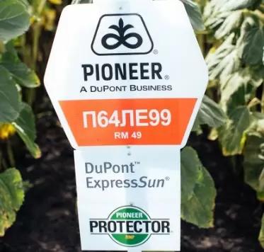 П 64 ЛЕ 99 - гибрид подсолнечника Пионер