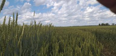 Эксперимент по влиянию предшественников на биологические свойства и урожайность яровой пшеницы "Ликомера".