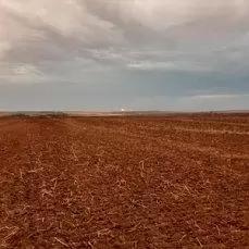 Влияние предшественников на урожайность яровой пшеницы