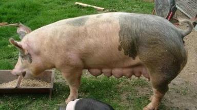 Ливенская порода свиней