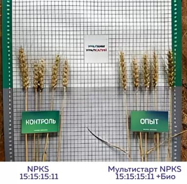 Биомодифицированное удобрение МультиСтарт 15:15:15:11 + Био – результаты опытов
