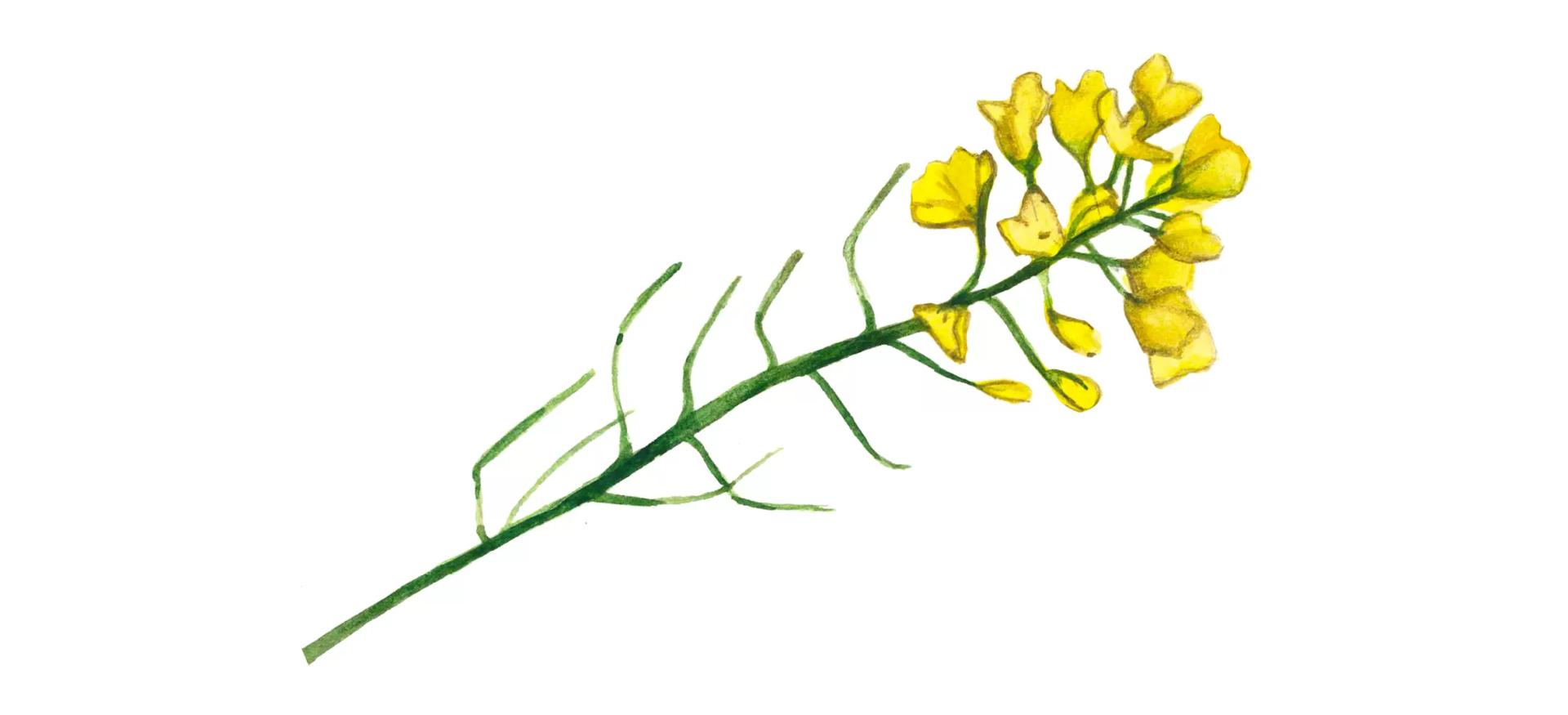 Сурепица – зеленый корм