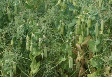 Кулон сорт гороха посевного