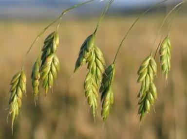 Костер ржаной