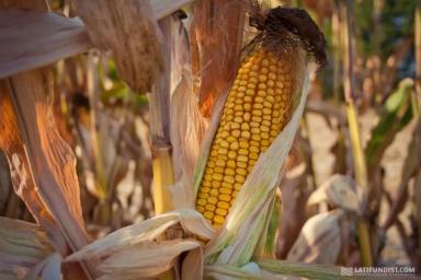 ЕС Конгресс - гибрид кукурузы ( Zea mays L.).