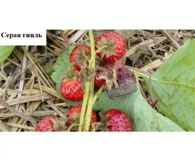 Проблемы выращивания земляники садовой – 10 ключевых причин