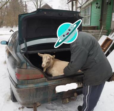 Изъятие скота: защита от эпидемий или удар по хозяйству?