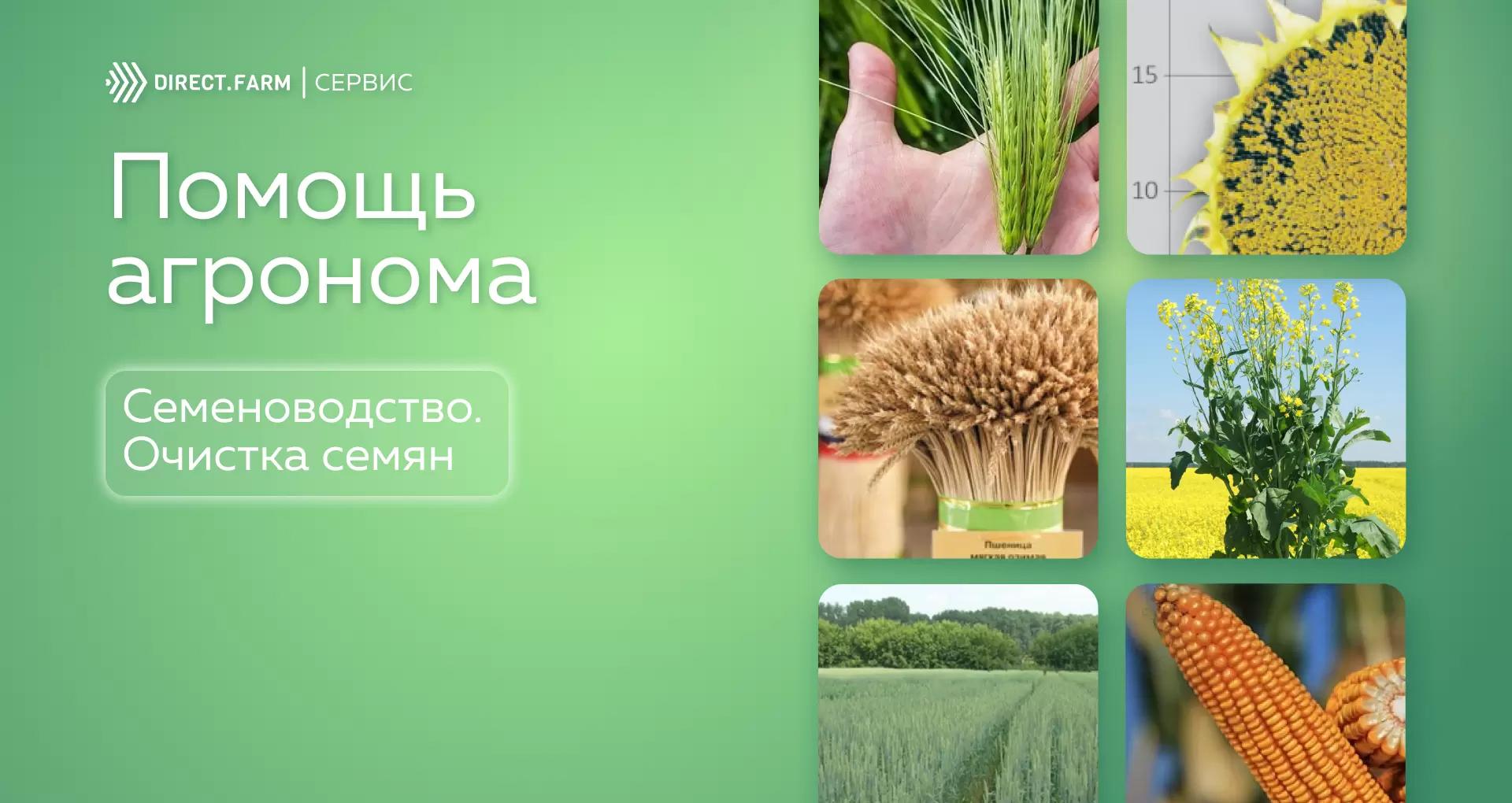 Ответы на вопросы по Семеноводству. Очистка семян