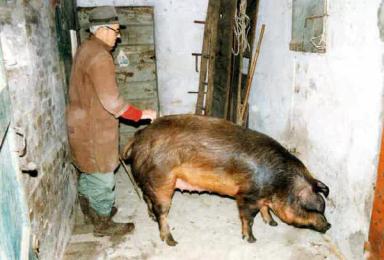 Мора романьола 