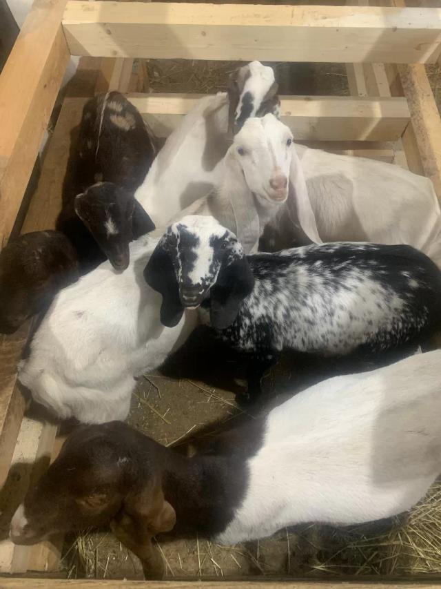 Молодняк нубийских коз