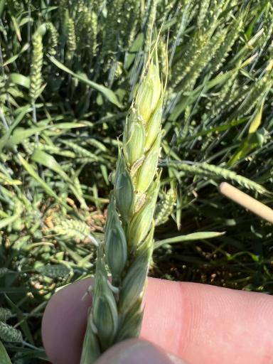 Озимая пшеница 