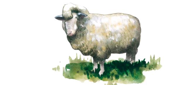 Советская мясошерстная порода овец 