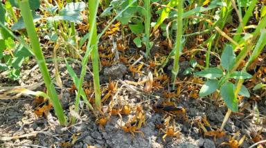 Прямо сейчас: агрономический фильм ужасов в Краснодарском крае