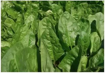 Клиппер F1 (CLIPPER)