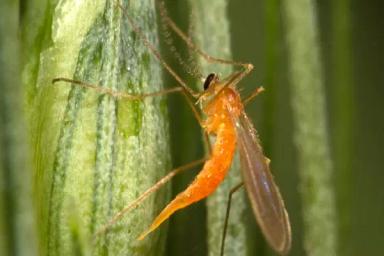 Желтая злаковая галлица (пшеничный комарик)