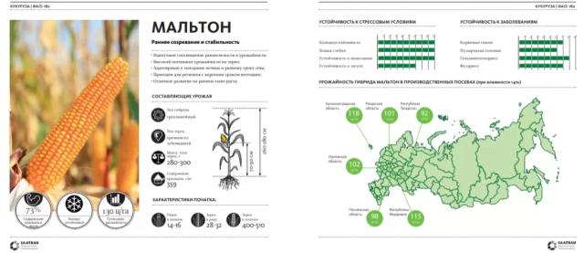 Мальтон (MALTON) гибрид кукурузы