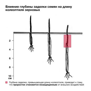 🌾 Озимые готовы к перезимовке!