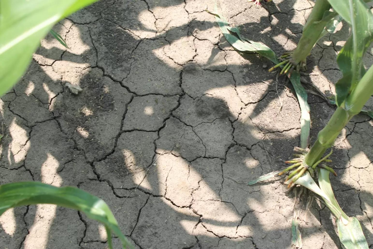 Культуропригодность почв для Кукурузы: Микробиология – биота ризосферы