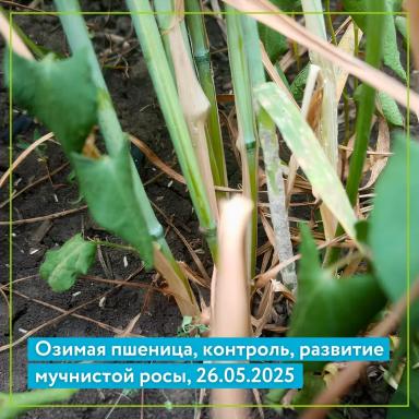 Ризет, КС на озимой пшенице: результаты полевого опыта