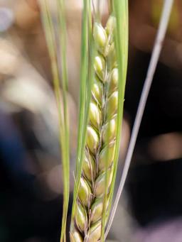 Ячмень яровой Абба