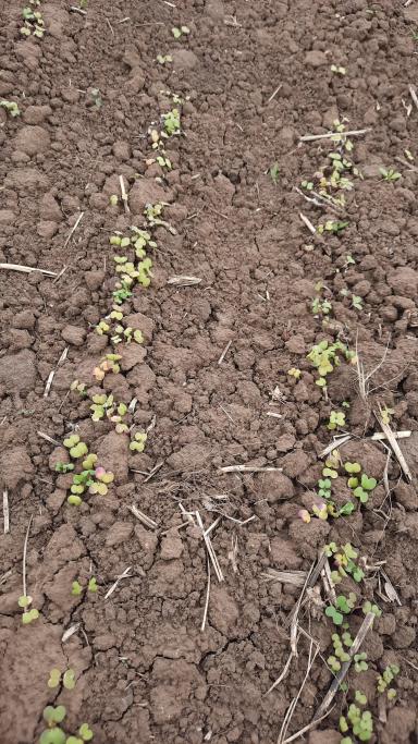 Здравствуйте. Что может быть с горчицей?