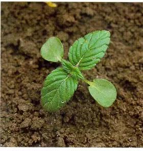 Пикульник обыкновенный